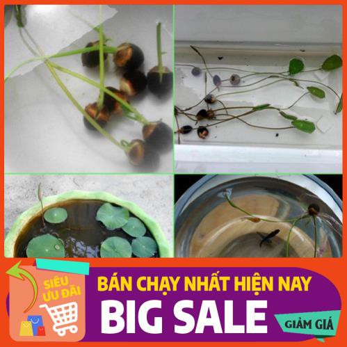 [Chất lượng cao] [Hàng chuẩn] [Free ship] 5 hạt giống SEN BÁCH DIỆP (SEN QUAN ÂM, SEN THÁI) nhiều màu