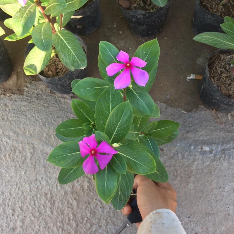 Hoa Dừa Cạn (Dừa Ta) cây phát triển quanh năm đã có hoa và nụ (Như Hình)