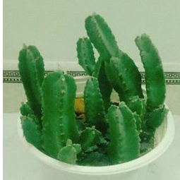 xương rồng euphoria