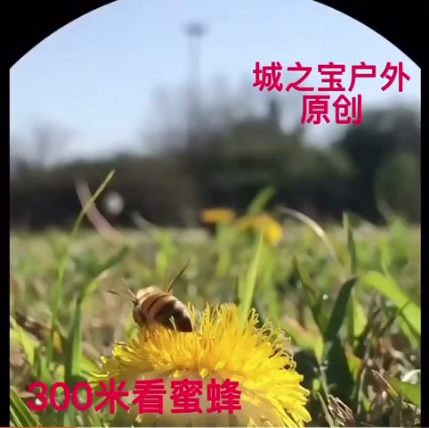 Ống Nhòm Hai Mắt Dành Cho Du Lịch Cao Cấp - Ống Ngắm Hồng Ngoại Nhìn Rất Xa Thích Hợp Đi Rừng Bảo Hành Uy Tín | BigBuy360 - bigbuy360.vn