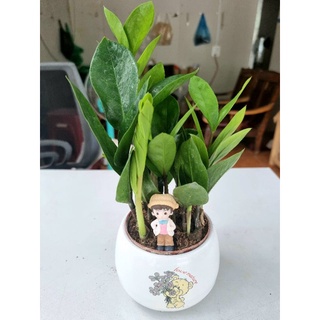 Cây Kim Tiền kèm chậu sứ tiểu cảnh❤️FREESHIP❤️Cây Kim Phát Tài Để Bàn Khỏe Đẹp