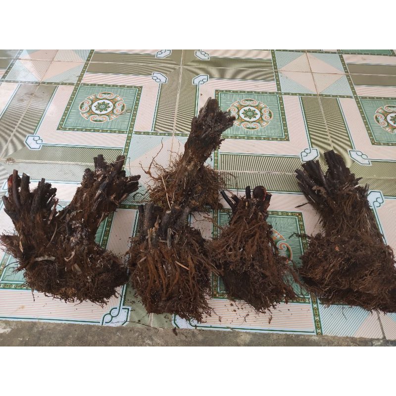 Dương xỉ thân gỗ từ nhỏ đến to làm cảnh