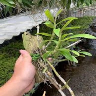 Sản Phẩm Hoa lan hoàng thảo đơn cam