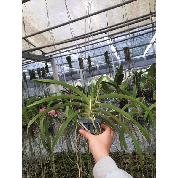 Lan Asco đủ màu cây trưởng thành