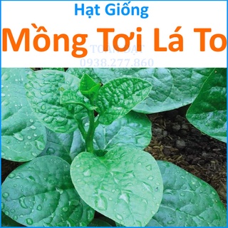 Hạt Giống Rau Mồng Tơi Lá To (20g)