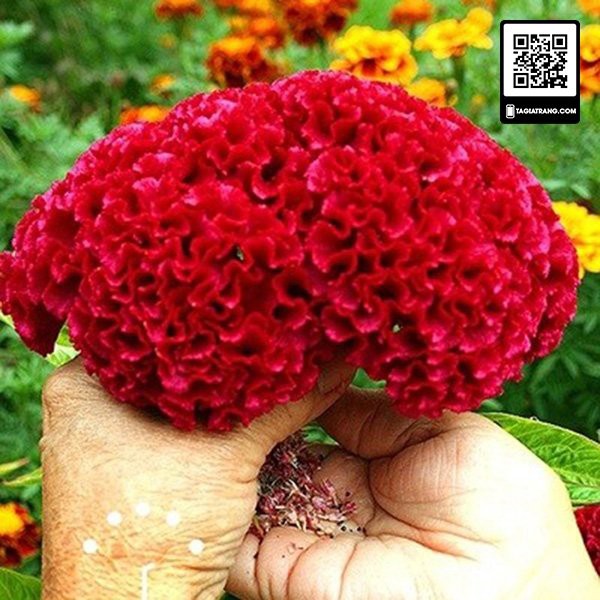 Hạt giống hoa mào gà búa mix