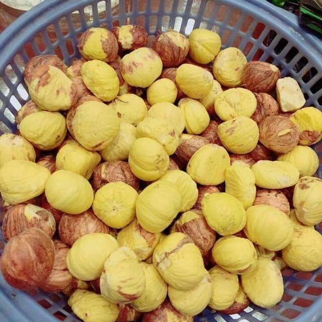 Hạt dẻ rừng