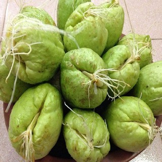 2 củ su su giống