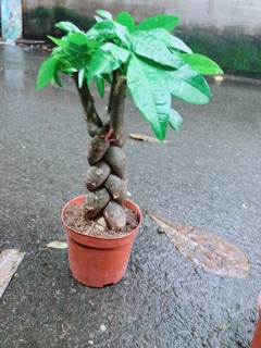 Kim Ngân 3 Thân Thắt Bính