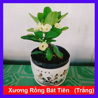 Xương Rồng Bát Tiên (Trắng) - cây cảnh để bàn
