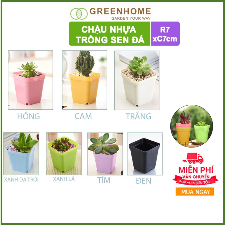 Bộ 10 Chậu nhựa trồng sen đá, 7x7cm, bền, đẹp, màu sắc hiện đại, màu ngẫu nhiên, không dĩa |Greenhome