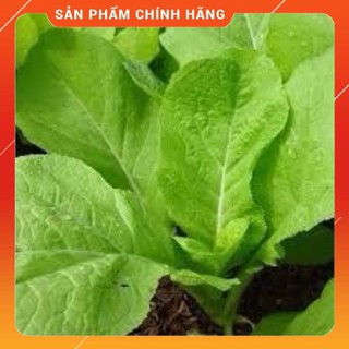 hạt giống cây rau cải bẹ dưa gói (20gr)