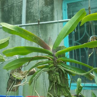 Phong lan ngọc điểm lớn