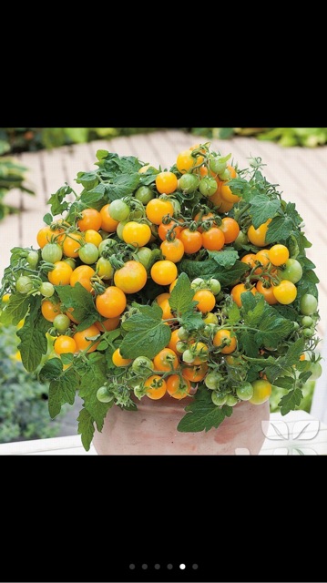 Hạt giống cà chua bi vàng