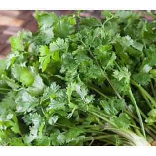 Hạt giống rau mùi - ngò ta