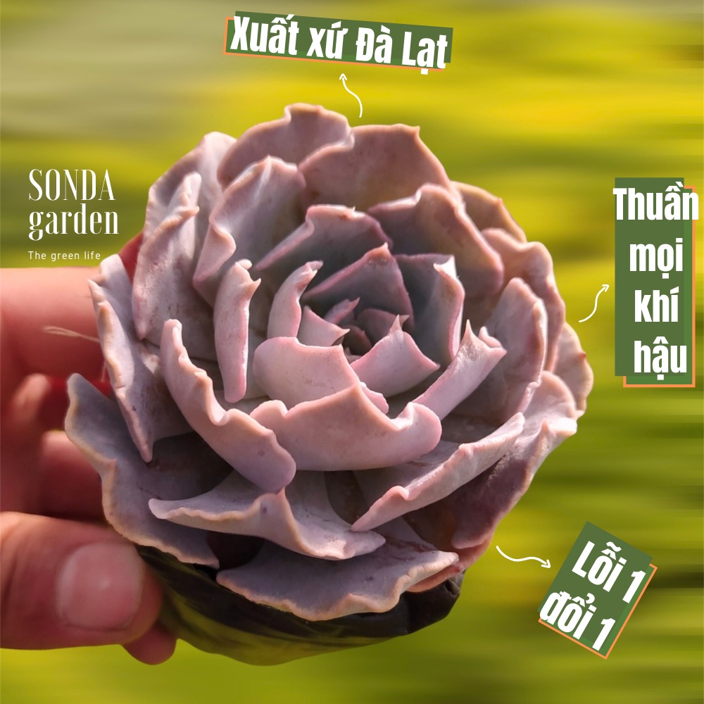 Sen đá violet rose SONDA GARDEN size bé 5-8cm, xuất xứ Đà Lạt, khoẻ đẹp, lỗi 1 đổi 1