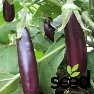 Hạt Giống Cà Nâu Cơm Xanh 0.5Gram