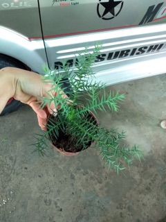 TÙNG BỒNG LAI