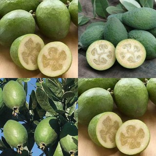 CÂY GIỐNG ỔI DỨA SIÊU QUẢ SIÊU KINH TẾ-CAM KẾT GIỐNG CHUẨN F1