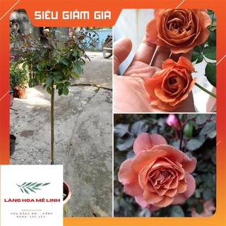 Hoa hồng ngoại thân gỗ - Tree Utsusemi 👍[HOT TREND 2021👍] Màu cafe hoa thơm, sai hoa. Coffee Latte , giữa vườn hồng.