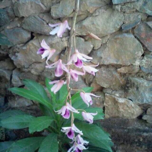 Ki phi điệp cắt từ thân cho người mới chơi