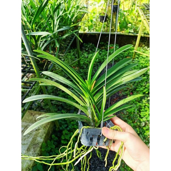 Lan Giáng hương Samurai Neo trắng hoa thơm