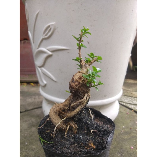 Sam hương mini bonsai dạng phôi