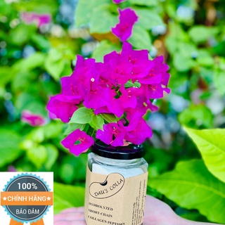 COLLAGEN - Nhập khẩu Pháp - DAU'S COLLA - 100g