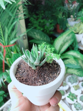 Chậu Cây Xương Rồng Mini