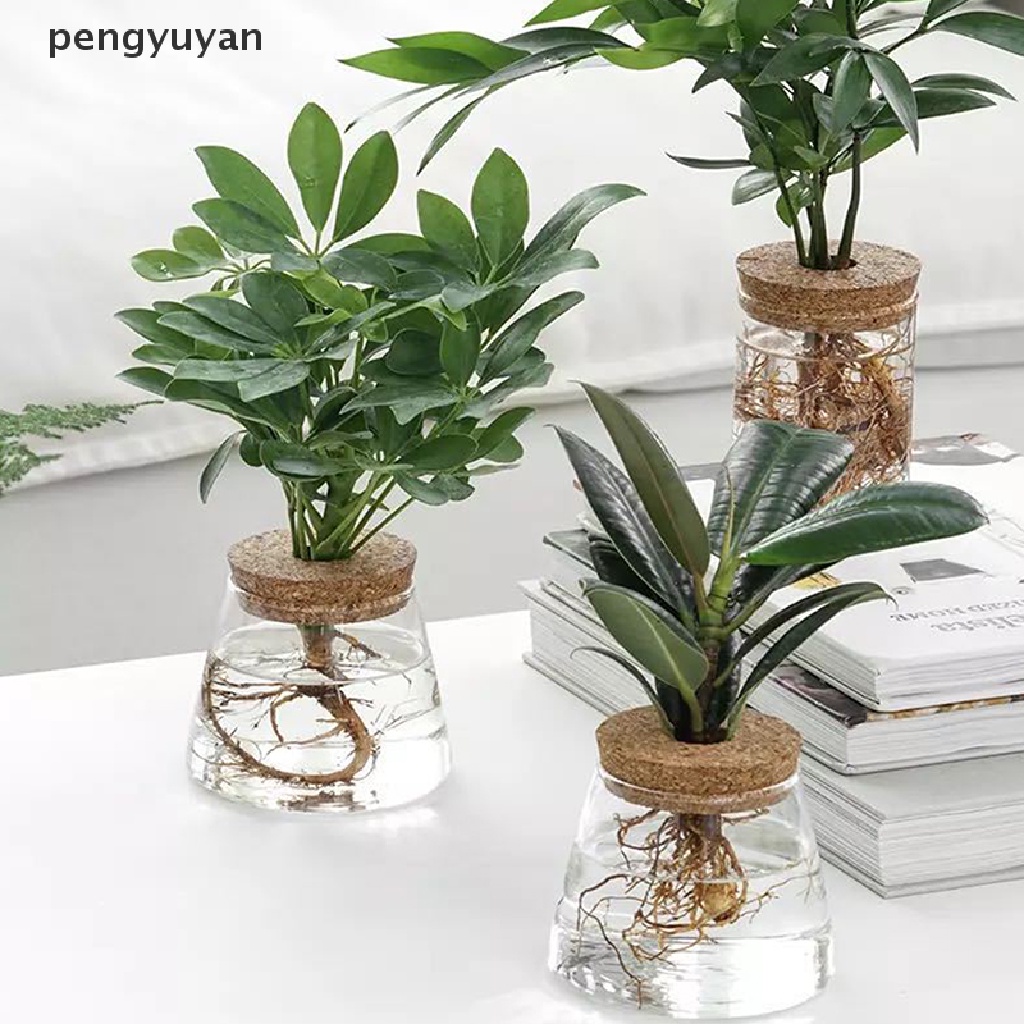 Chậu Hoa Bằng Thủy Tinh Trong Suốt Không Cần Đất