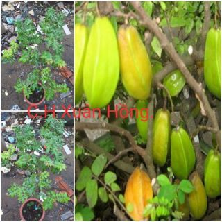 Chậu cây khế nhật(khế chua),có bông quả, chậu to.