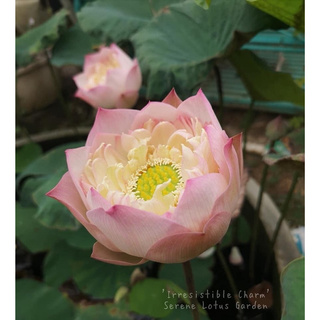 Củ sen vàng hồng Irristable Charm
