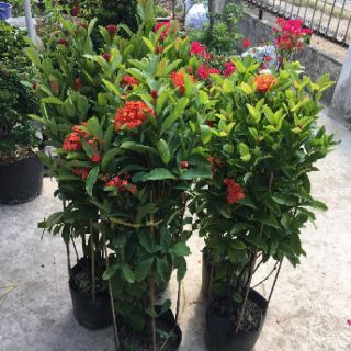 Cây 🌲 Trang sen ( màu carot) đang hoa