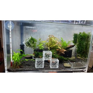 [ACRYLIC RẺ ĐẸP] CUBIC RÊU 3CM