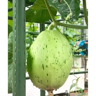 Hạt giống Dưa lê da ếch - Gói 10 hạt