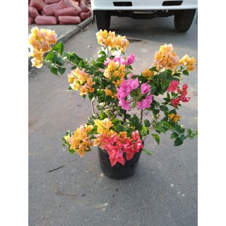 Hoa giấy ngủ sắc(5màu)