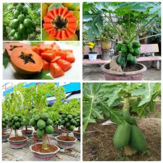 200 HẠT GIỐNG ĐU ĐỦ LÙN SIÊU TRÁI
