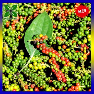 CÂY GIỐNG HỒ TIÊU (GIỐNG TIÊU PHÚ QUỐC THƠM NGON), cây khỏe mạnh, xương rồng