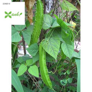 HẠT GIỐNG ĐẬU RỒNG CAO SẢN F1 GÓI 5 GAM HẠT