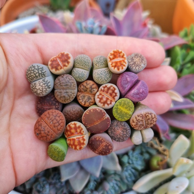 [MUA 10 TẶNG 1] SEN ĐÁ LITHOPS (SEN MÔNG; THẠCH LAN)