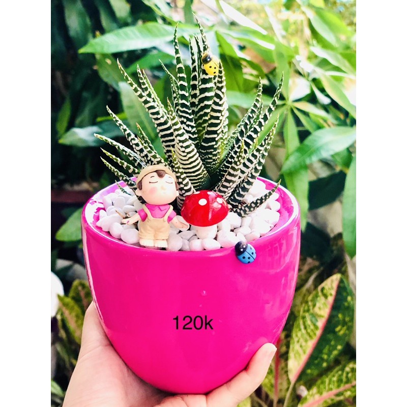 Chậu móng rồng hồng