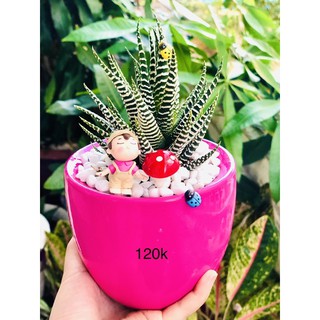 Chậu móng rồng hồng