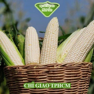 Bắp Nếp tươi ngon ngọt [CHỈ GIAO TPHCM]