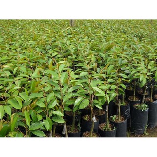 Cây giống sầu riêng hạt lép cơm vàng ri6