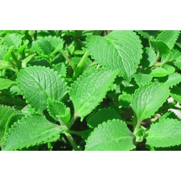 1 CÂY HÚNG CHANH TẦN DẦY LÁ 15-50CM CỰCKHỎE200K tặngdịchtrùn SHIP 30PHÚT KHO Q11,7,9,THỦĐỨC,PHÚNHUẬN