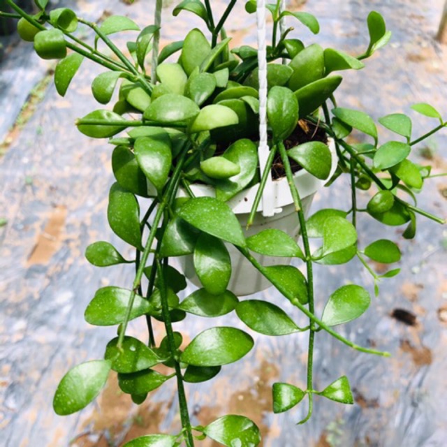 Lan Hạt dưa xanh