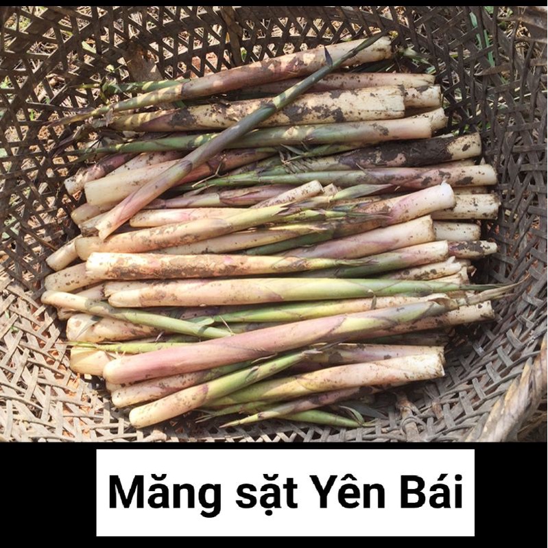 Măng sặt, măng trúc, măng ngọt Yên Bái túi 500g