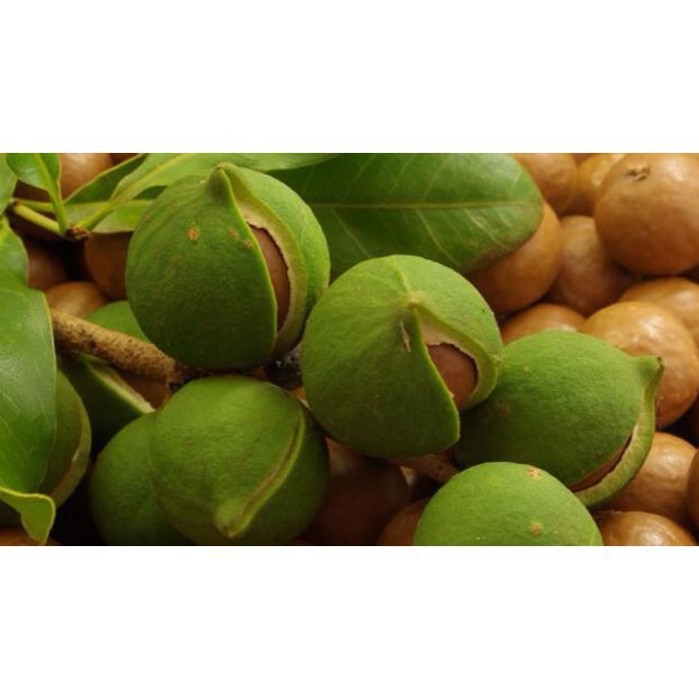 Cây giông Mắcca