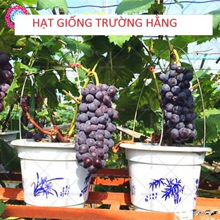Hạt giống Nho lùn trồng chậu (gói 10 hạt)