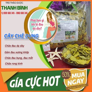 Cây chè dung sấy khô 100gr ship toàn quốc - hàng loại 1